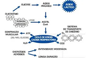 Exercício de pernas