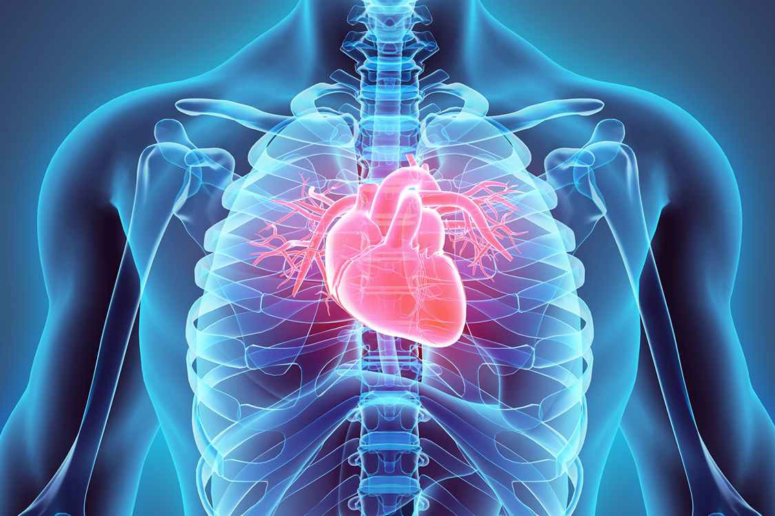 Fisiologia